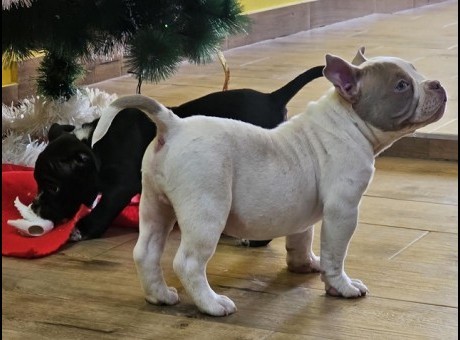 1  american bully micro-pocket   0124.jpg
